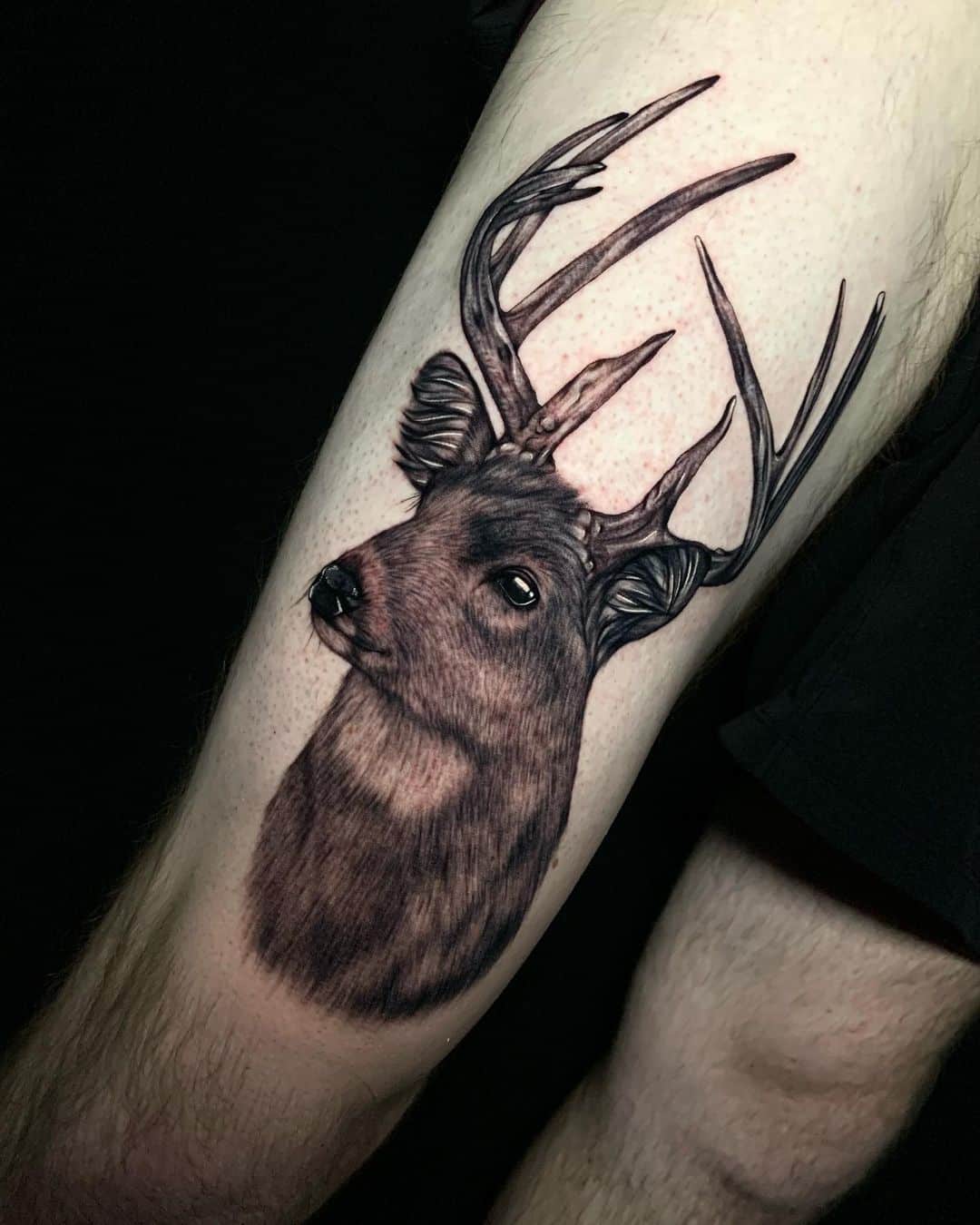 belamy alexander deer tattoo akron